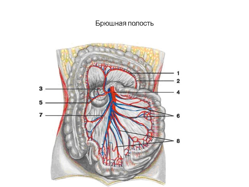 Брюшная полость